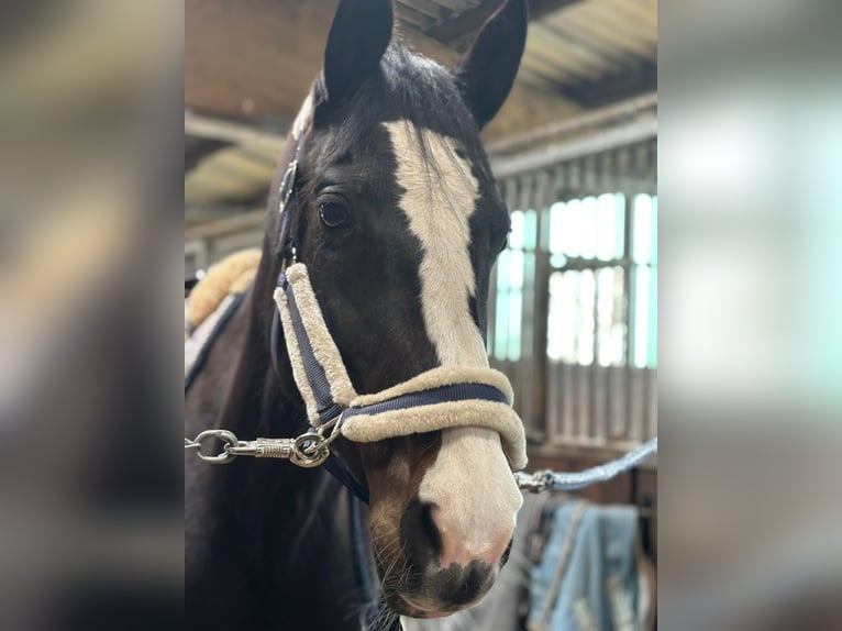 Holstein Mare 9 years 16,2 hh Bay-Dark in Tremsb&#xFC;ttel