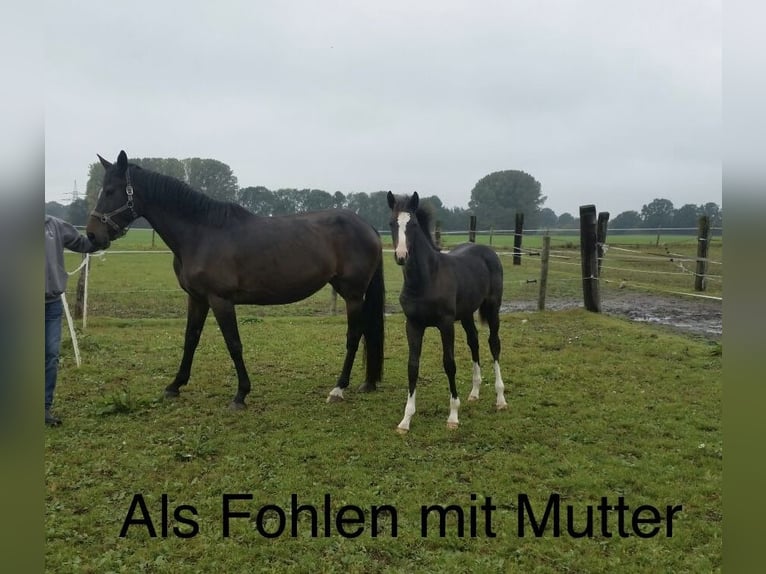 Holstein Mare 9 years 16,2 hh Bay-Dark in Tremsb&#xFC;ttel