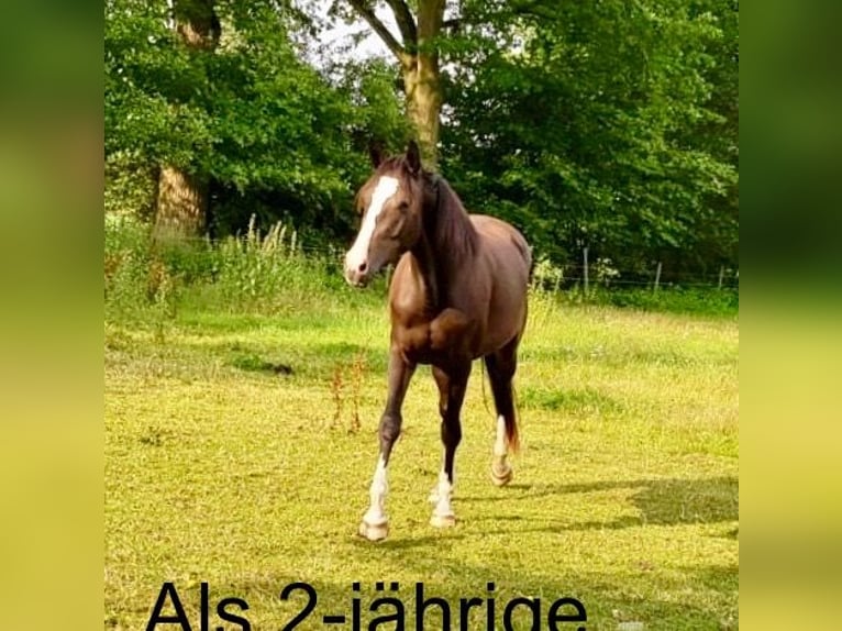 Holstein Mare 9 years 16,2 hh Bay-Dark in Tremsb&#xFC;ttel