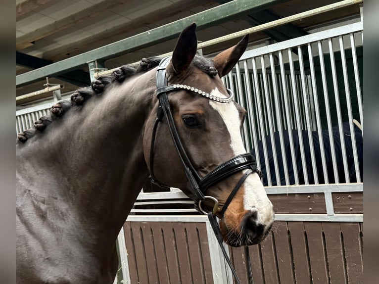 Holstein Mare 9 years 16,2 hh Bay-Dark in Schierensee