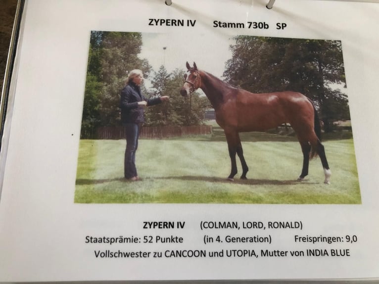 Holstein Mare 9 years 16,2 hh Grey in W&#xF6;hrden