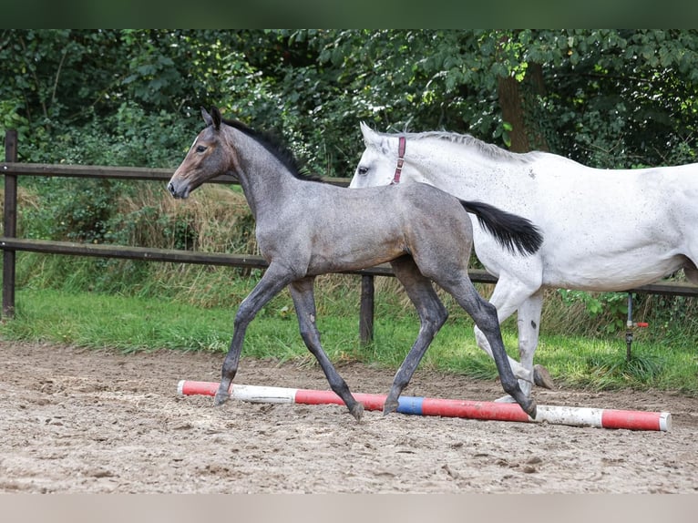 Holstein Mare 9 years 16,2 hh Grey in W&#xF6;hrden