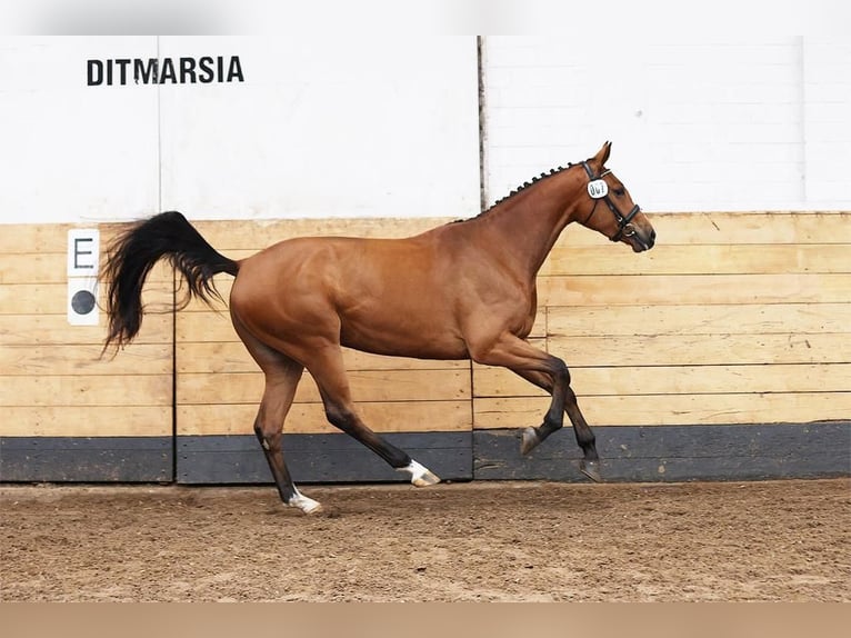 Holstein Mare 9 years 16,2 hh Grey in W&#xF6;hrden