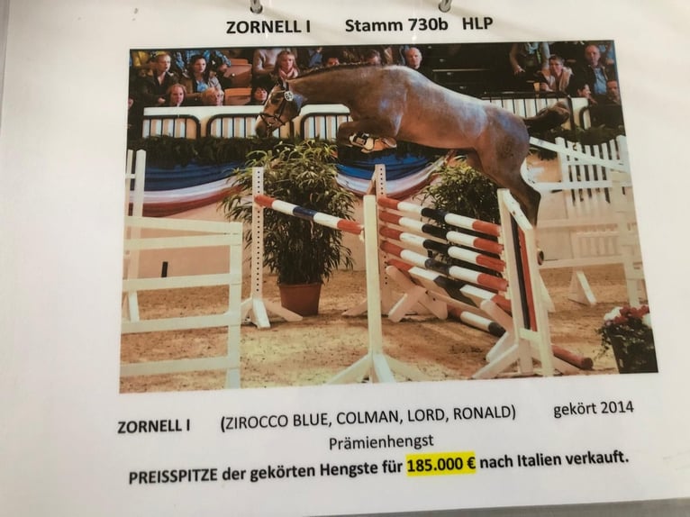 Holstein Mare 9 years 16,2 hh Grey in W&#xF6;hrden
