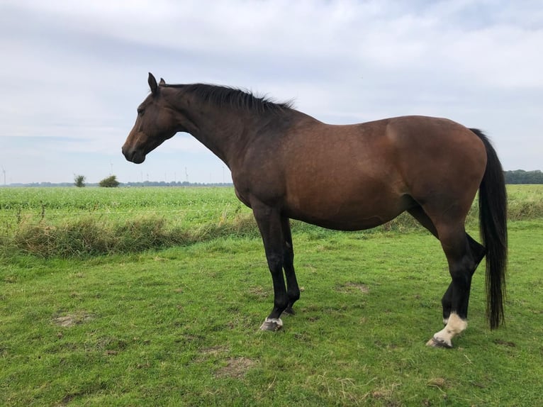 Holstein Mare 9 years 16,2 hh Grey in W&#xF6;hrden