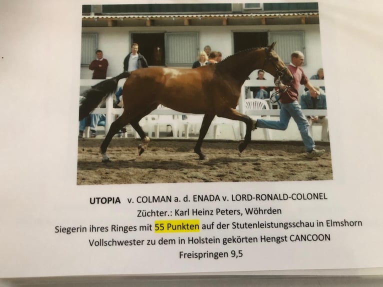 Holstein Mare 9 years 16,2 hh Grey in W&#xF6;hrden