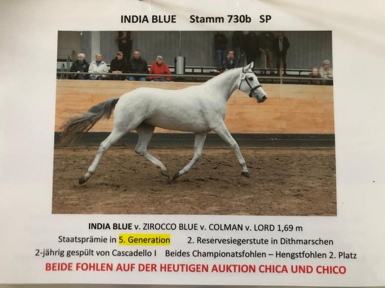 Holstein Mare 9 years 16,2 hh Grey in W&#xF6;hrden