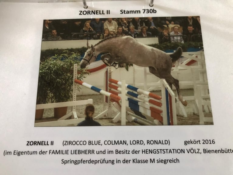 Holstein Mare 9 years 16,2 hh Grey in W&#xF6;hrden