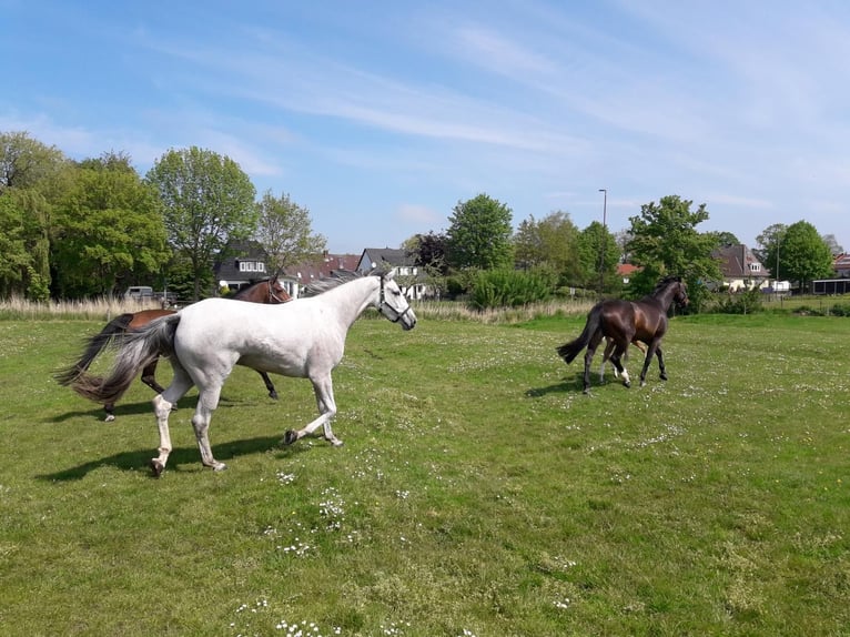 Holstein Mare 9 years 16,2 hh Grey in W&#xF6;hrden