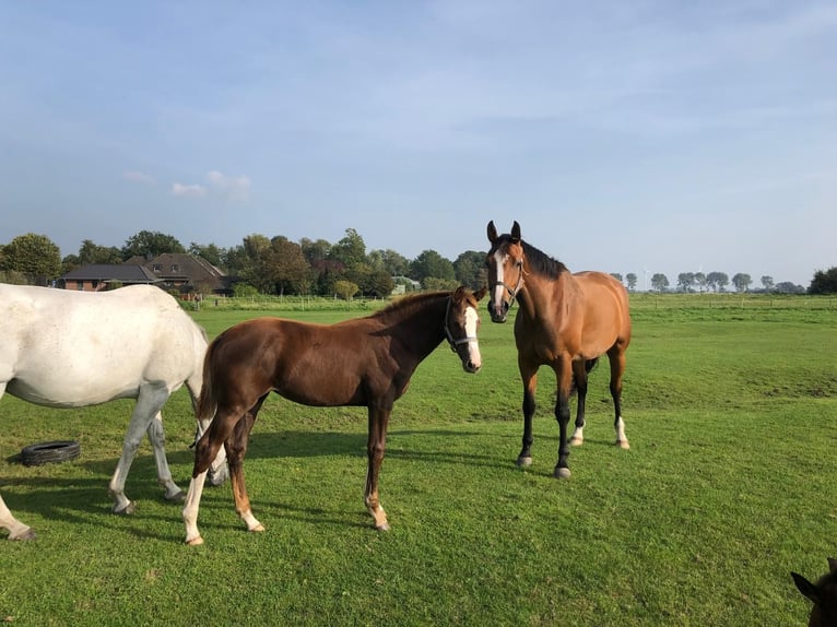 Holstein Mare 9 years 16,2 hh Grey in W&#xF6;hrden