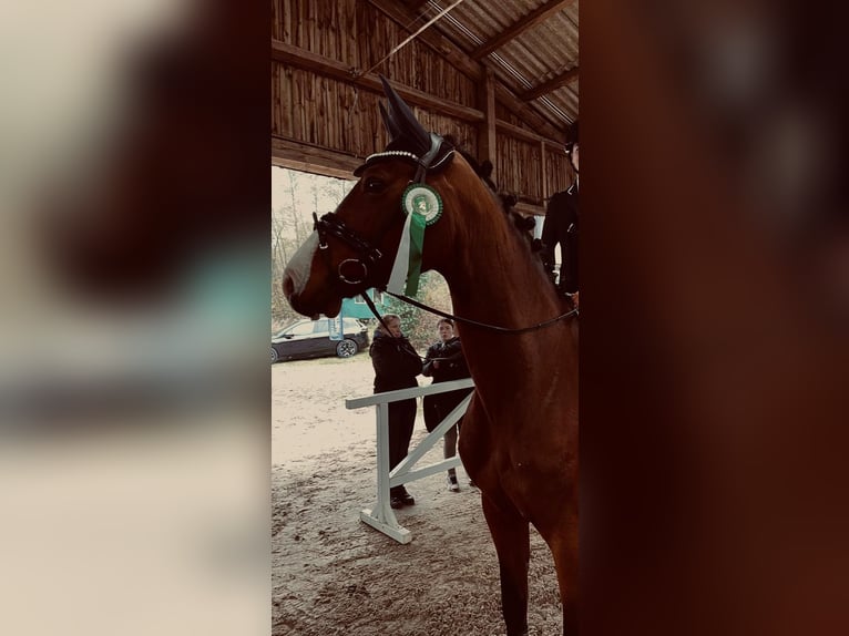 Holstein Mare 9 years 16,3 hh Bay in Petershagen
