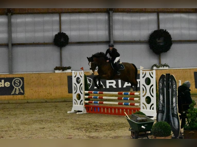 Holstein Mare 9 years 16,3 hh Bay in Petershagen