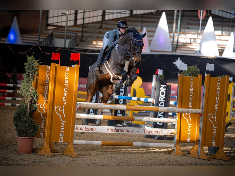 Holstein Mare 9 years 16,3 hh Brown in Ahlen