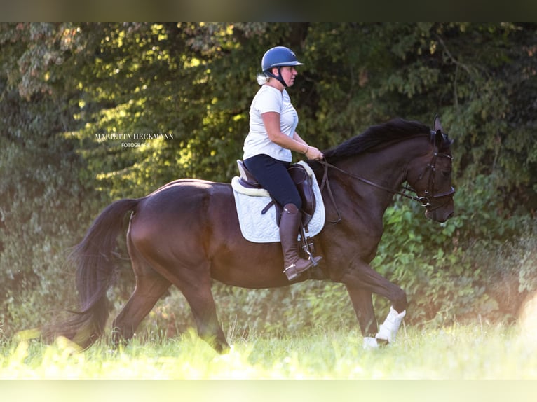 Holstein Mare 9 years 17 hh Bay-Dark in Ludwigshafen am Rhein