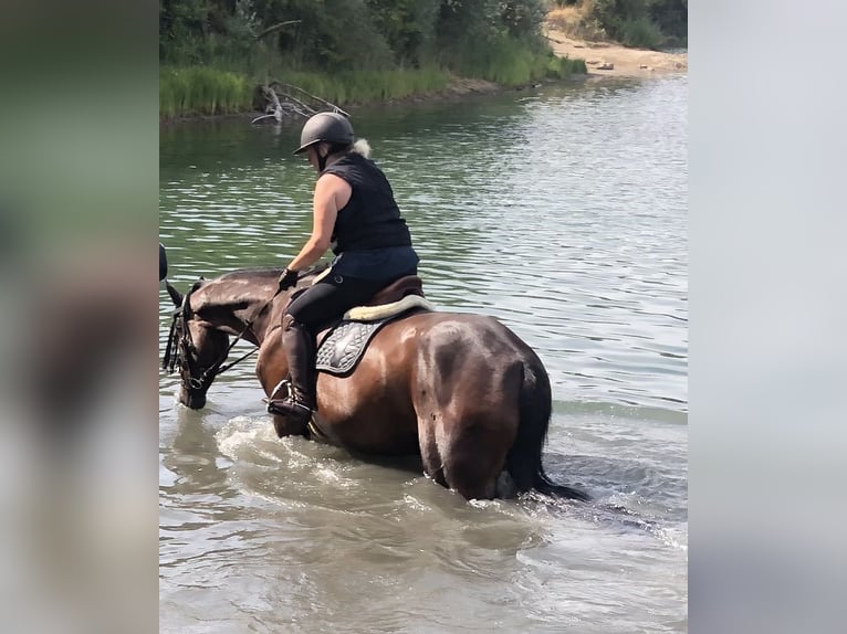 Holstein Mare 9 years 17 hh Bay-Dark in Ludwigshafen am Rhein