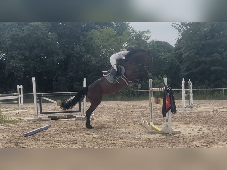 Holstein Mare 9 years 17 hh Bay-Dark in Ludwigshafen am Rhein
