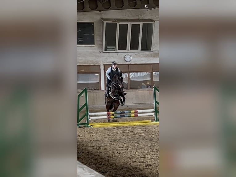 Holstein Mare 9 years 17 hh Bay-Dark in Ludwigshafen am Rhein