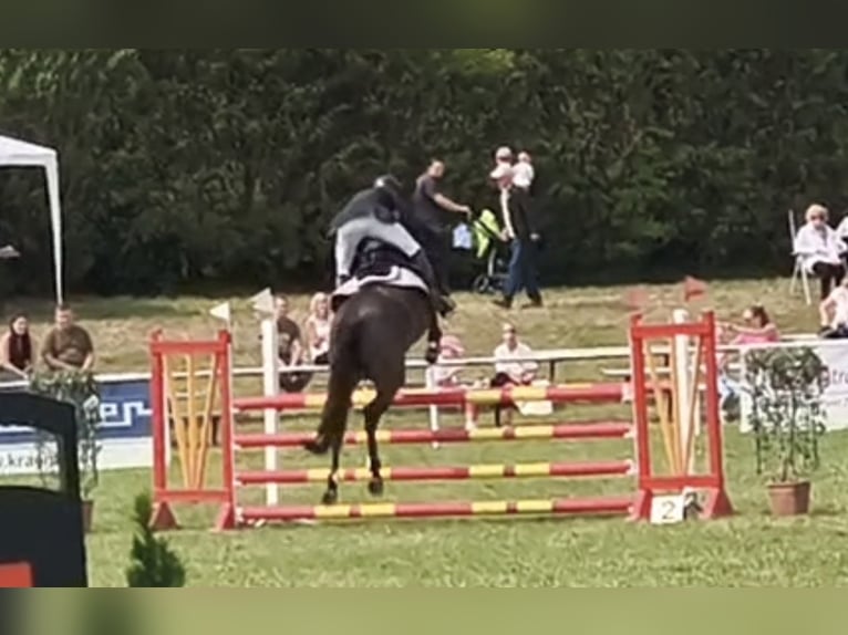 Holstein Mare 9 years 17 hh Brown in Frankfurt (Oder)