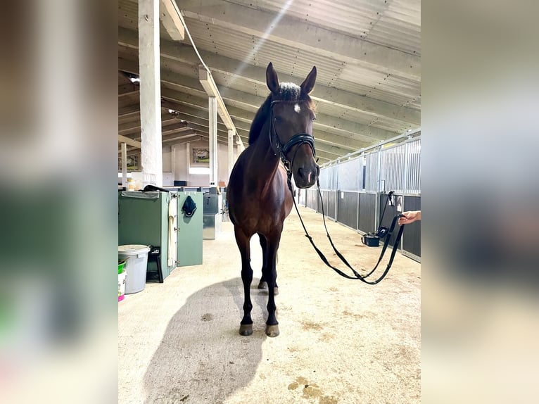 Holstein Mare 9 years 17 hh Brown in Frankfurt (Oder)