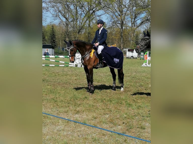 Holstein Mare 9 years 17 hh Brown in Hanerau-Hademarschen