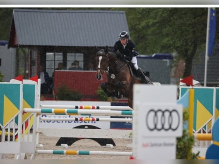 Holstein Mare 9 years 17 hh Brown in Hanerau-Hademarschen