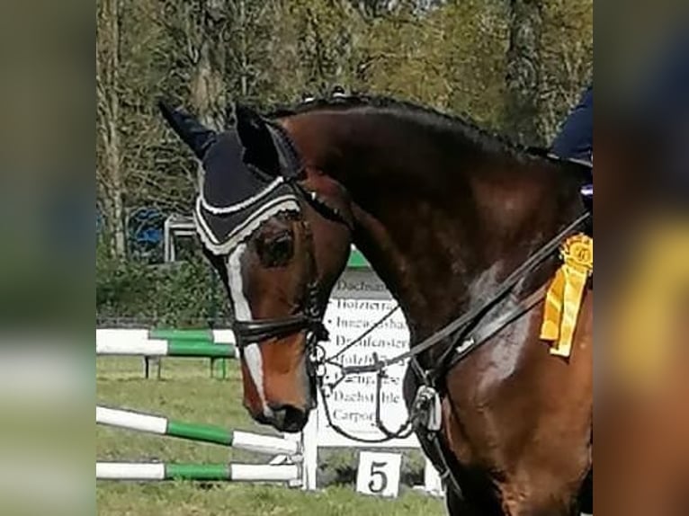 Holstein, Mare, 9 years, 17 hh, Brown