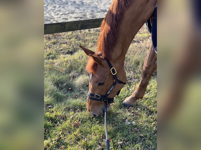Holstein Mare 9 years 17 hh Chestnut-Red in Senden