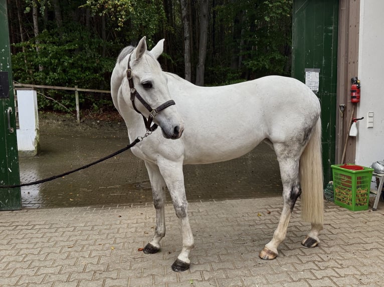 Holstein Mare 9 years 17 hh Gray in Ammersee