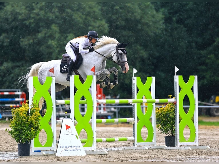 Holstein Mare 9 years 17 hh Grey in Riet (Neftenbach)