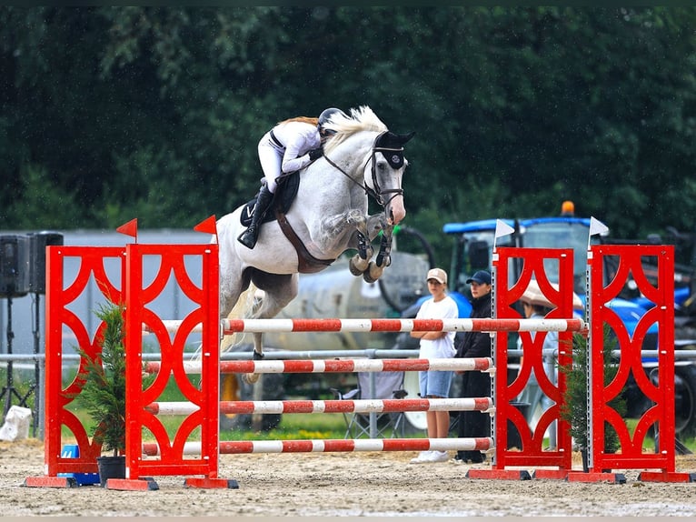 Holstein Mare 9 years 17 hh Grey in Riet (Neftenbach)