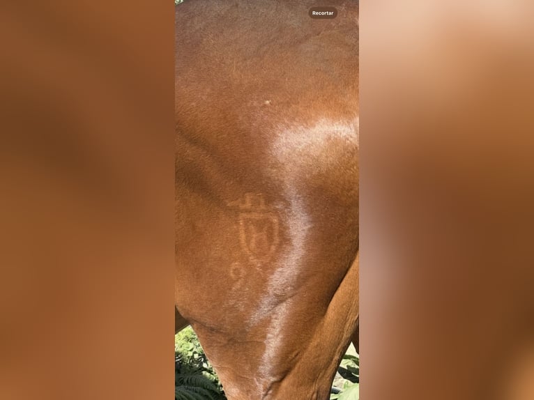 Holstein Mare 9 years Bay-Dark in Ca&#xF1;iza, A (Casco Urbano)