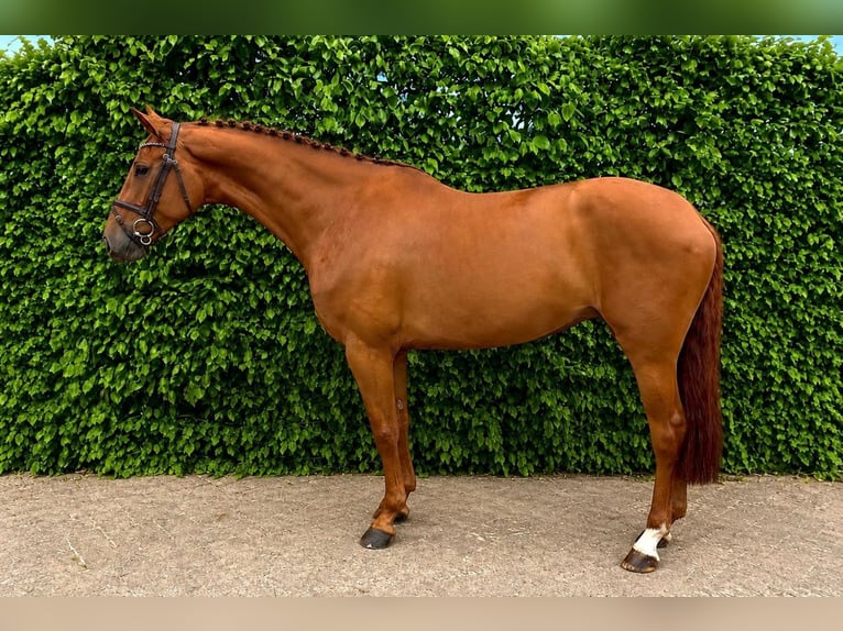 Holstein Mare 9 years Chestnut-Red in Tönisvorst