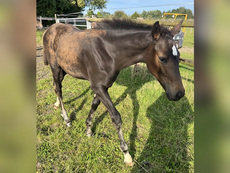 Holstein Mare Foal (06/2024) 16,1 hh Bay-Dark in Struvenhütten