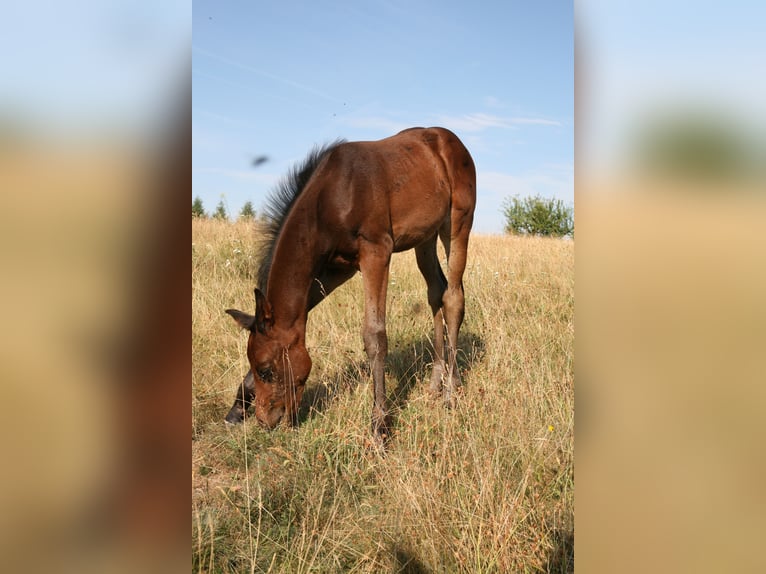 Holstein Mare Foal (05/2026) 16.1 hh Brown in Meisburg