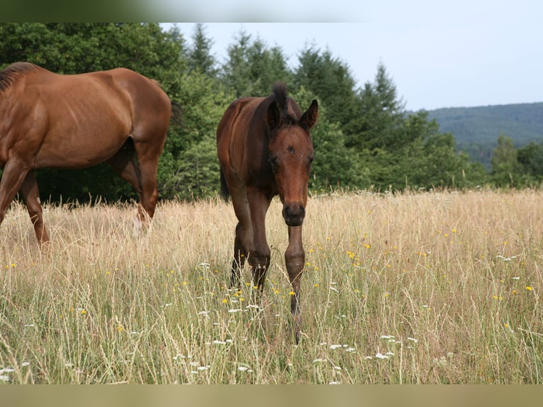 Holstein Mare Foal (05/2026) 16.1 hh Brown in Meisburg