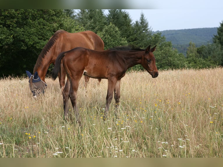 Holstein Mare Foal (05/2026) 16.1 hh Brown in Meisburg