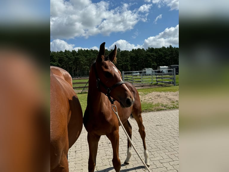 Holstein Mare Foal (04/2024) 16,1 hh Brown in Damm