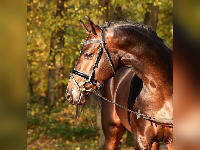 Holstein Mare  16,1 hh Gray in Góra Kalwaria