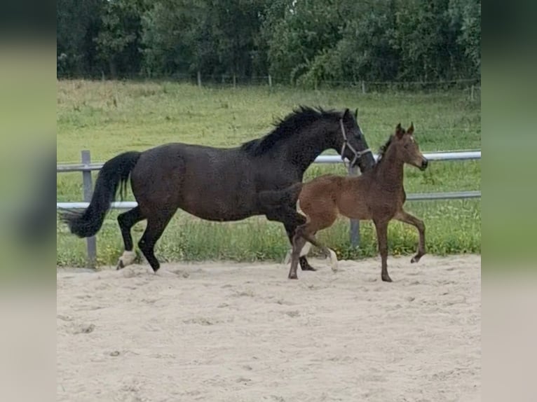 Holstein Mare Foal (04/2026) 16.2 hh Bay-Dark in Feldhorst
