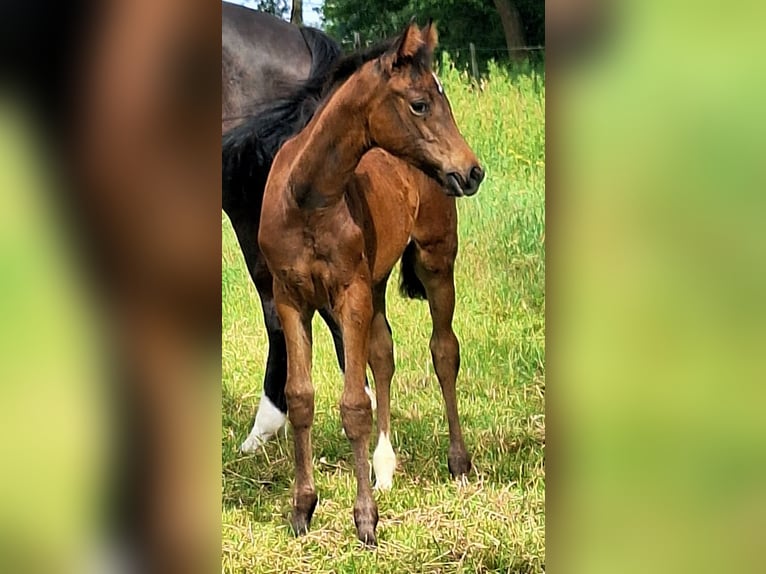 Holstein Mare Foal (04/2026) 16.2 hh Bay-Dark in Feldhorst