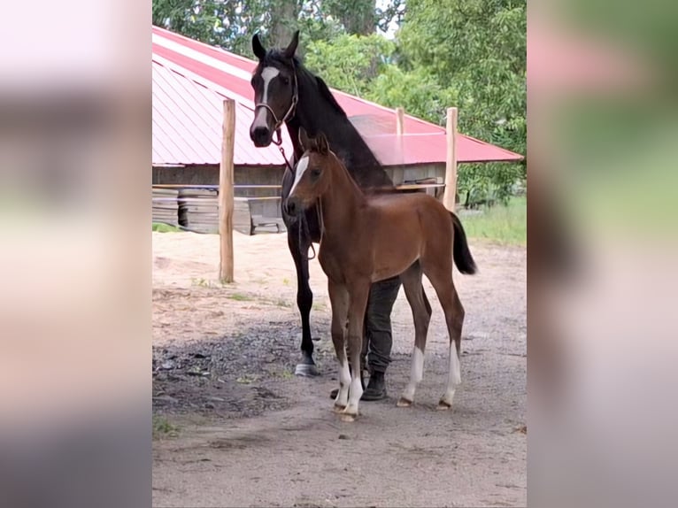 Holstein Mare Foal (05/2026) 16.2 hh Bay-Dark in Feldhorst