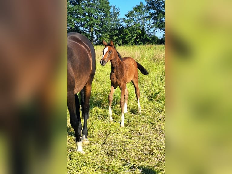 Holstein Mare Foal (05/2026) 16.2 hh Bay-Dark in Feldhorst