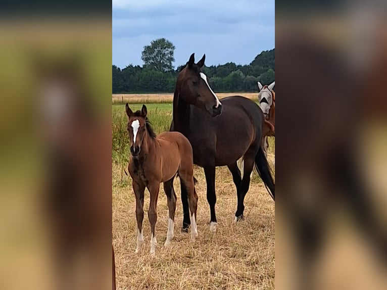 Holstein Mare Foal (05/2026) 16.2 hh Bay-Dark in Feldhorst