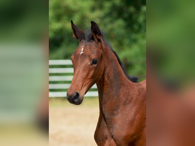 Holstein Mare Foal (05/2024) 16,2 hh Bay-Dark in Basthorst