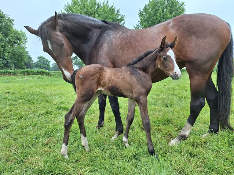 Holstein Mare  16,2 hh Bay-Dark in Langniendorf