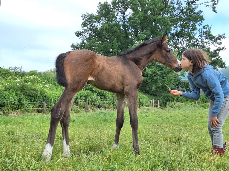 Holstein Mare  16,2 hh Bay-Dark in Langniendorf