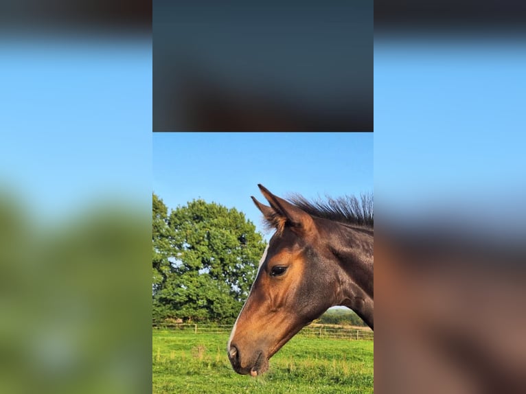 Holstein Mare  16,2 hh Bay-Dark in Langniendorf