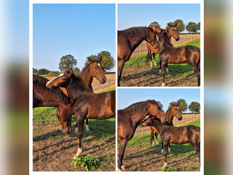 Holstein Mare  16,2 hh Bay-Dark in Langniendorf