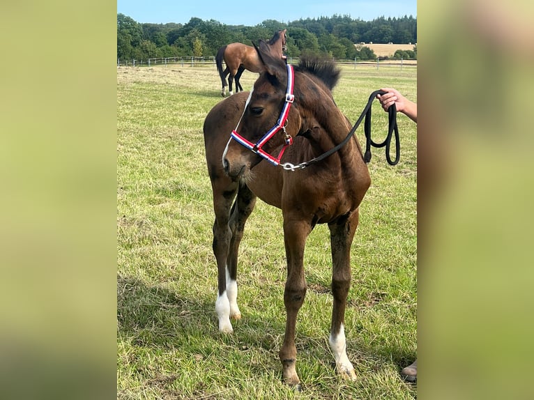 Holstein Mare  16,2 hh Bay-Dark in Langniendorf