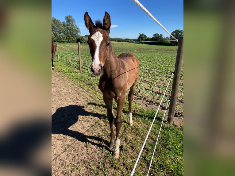 Holstein Mare  16,2 hh Bay-Dark in Langniendorf